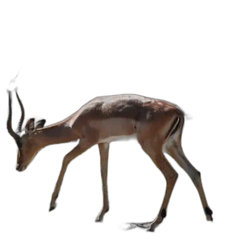 animal, creature, crown, staff transparent PNG cut-out