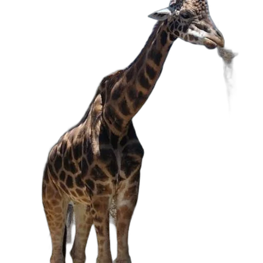 animal, creature, staff, weapon transparent PNG cut-out
