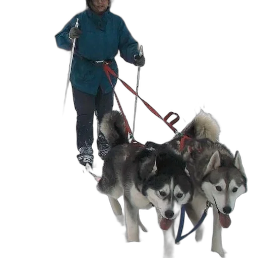 staff, animal, concept art, 3d render transparent PNG cut-out