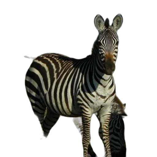 animal, creature, staff, dragon transparent PNG cut-out