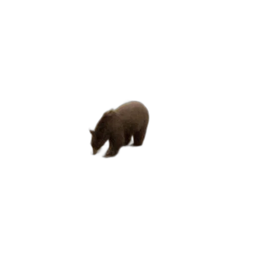animal, creature, hat, hair transparent PNG cut-out