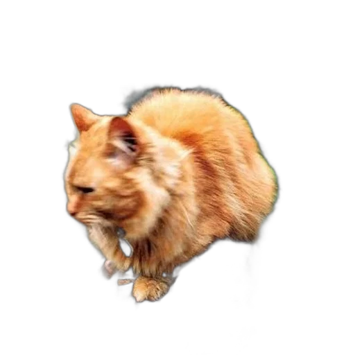 animal, creature, crown, hair transparent PNG cut-out