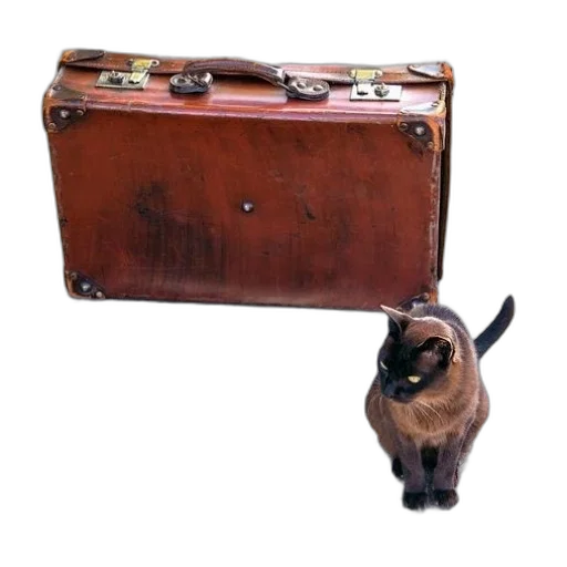 staff, animal, furniture, creature transparent PNG cut-out
