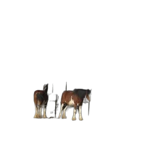 animal, staff, furniture, crown transparent PNG cut-out