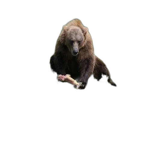 animal, creature, staff, food transparent PNG cut-out