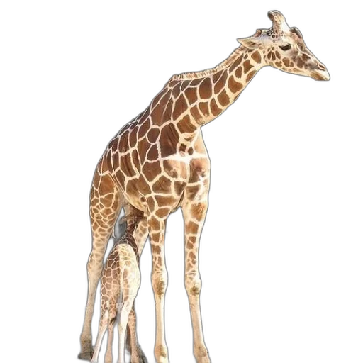 animal, creature, staff, weapon transparent PNG cut-out