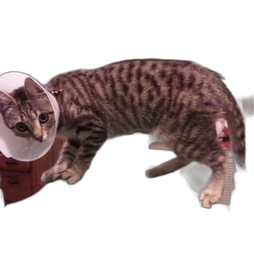 hat, staff, animal, creature transparent PNG cut-out