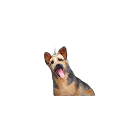 animal, creature, face, staff transparent PNG cut-out