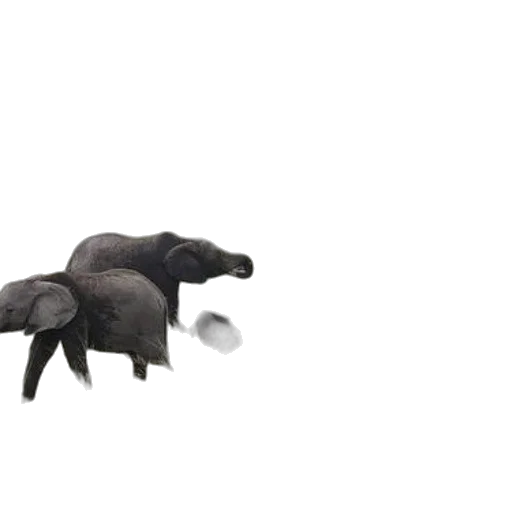 animal, creature, hair, furniture transparent PNG cut-out