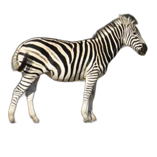 animal, creature, jewelry, furniture transparent PNG cut-out