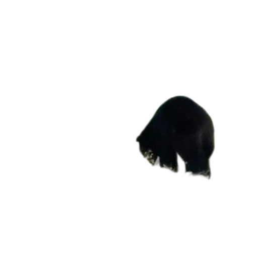 animal, hat, hair, creature transparent PNG cut-out