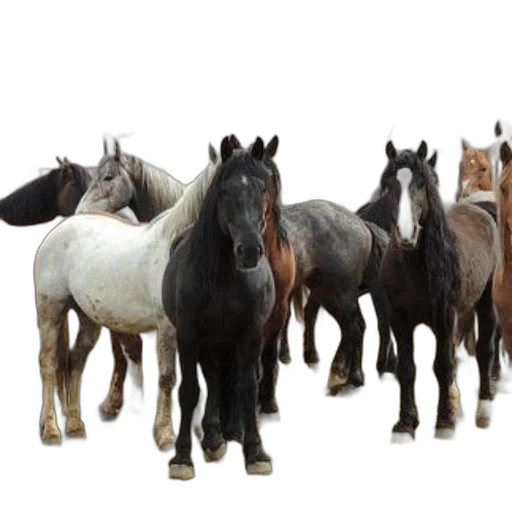 animal, photorealistic, 3d render, group transparent PNG cut-out