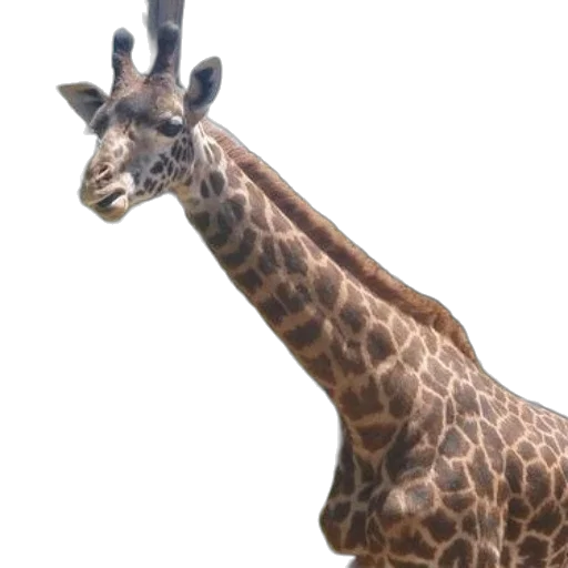 animal, creature, staff, face transparent PNG cut-out