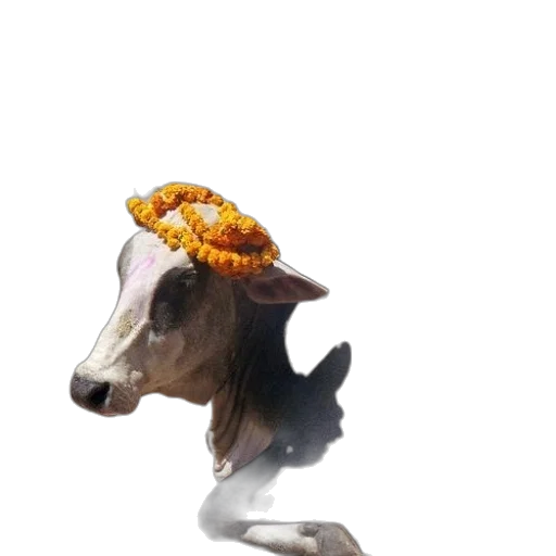 animal, hat, creature, crown transparent PNG cut-out