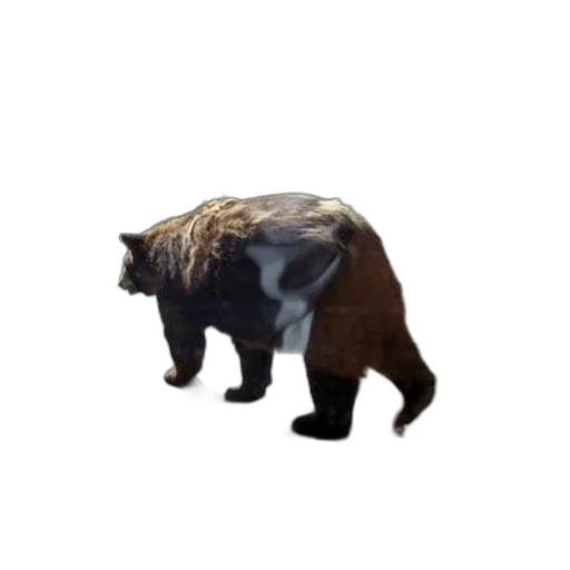 animal, creature, hair, staff transparent PNG cut-out