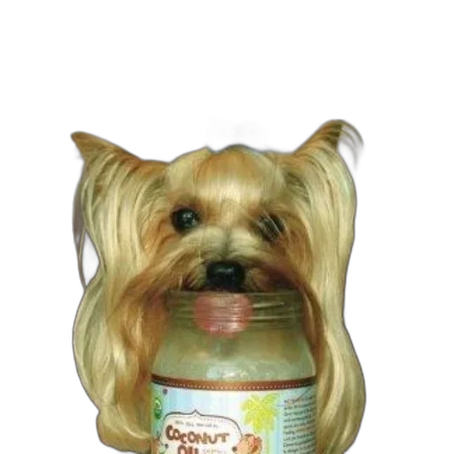 bottle, hair, animal, creature transparent PNG cut-out