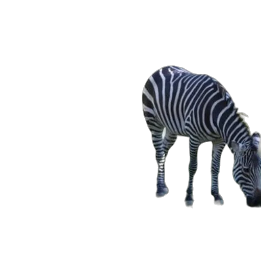 animal, creature, furniture, hat transparent PNG cut-out