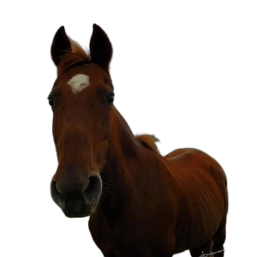 animal, staff, creature, hat transparent PNG cut-out