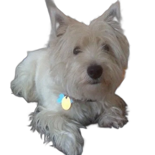 staff, animal, jewelry, creature transparent PNG cut-out