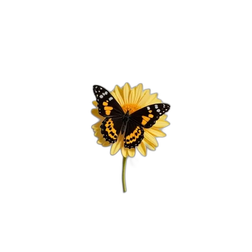 flower, jewelry, crown, animal transparent PNG cut-out