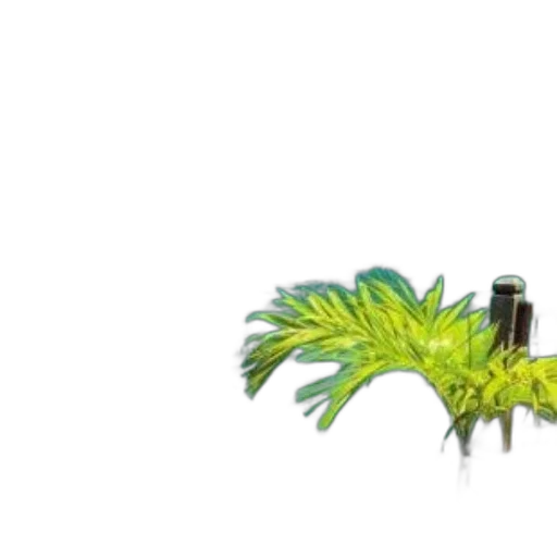 hair, staff, umbrella, weapon transparent PNG cut-out