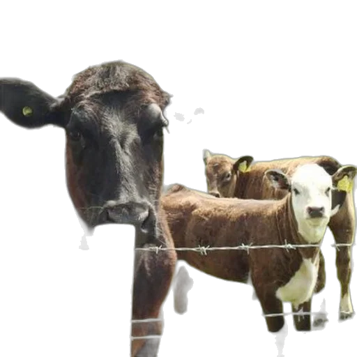 animal, staff, photorealistic, 3d render transparent PNG cut-out