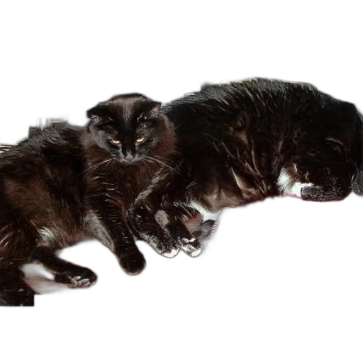 animal, photorealistic, two, black transparent PNG cut-out