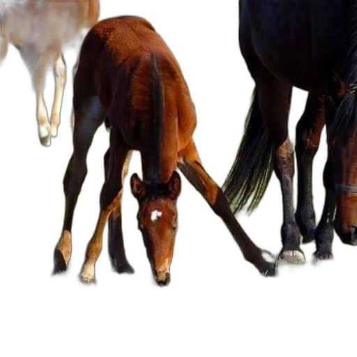 animal, staff, weapon, creature transparent PNG cut-out