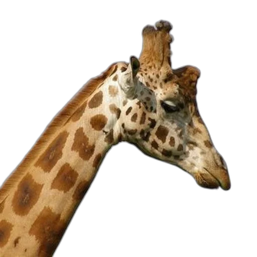 animal, creature, hat, staff transparent PNG cut-out