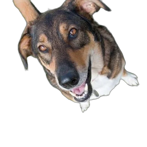 animal, creature, face, staff transparent PNG cut-out