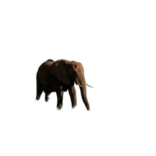 animal, creature, hat, hair transparent PNG cut-out