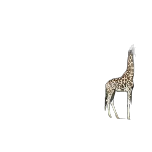animal, creature, furniture, hat transparent PNG cut-out