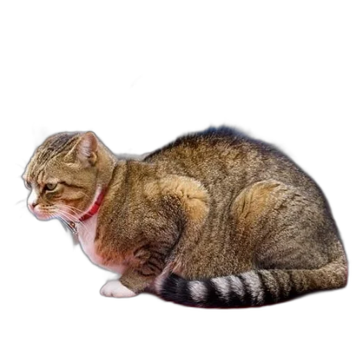 animal, creature, staff, food transparent PNG cut-out