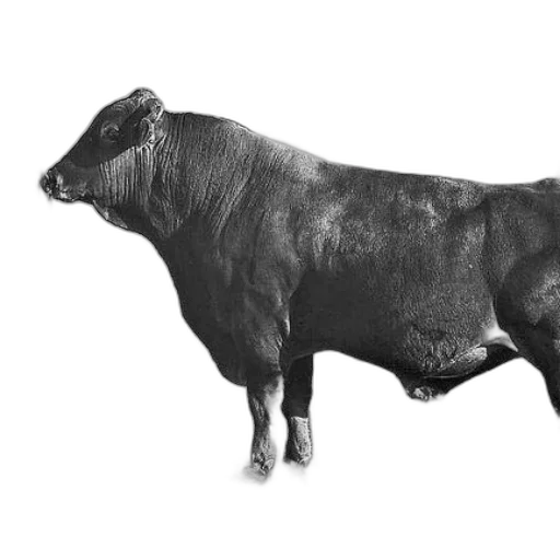 animal, creature, jewelry, food transparent PNG cut-out