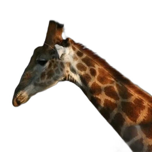 animal, creature, staff, weapon transparent PNG cut-out