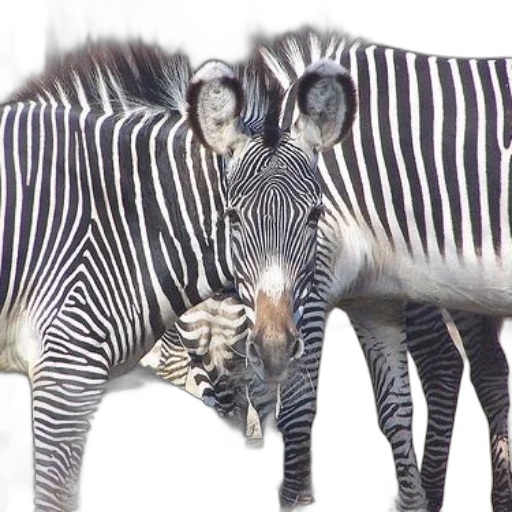 animal, creature, staff, hat transparent PNG cut-out