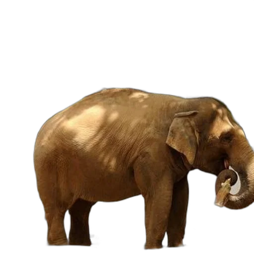 animal, creature, staff, face transparent PNG cut-out