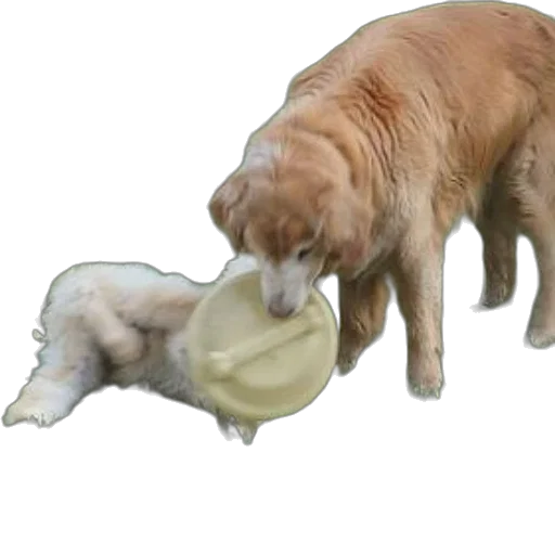 food, animal, creature, hat transparent PNG cut-out
