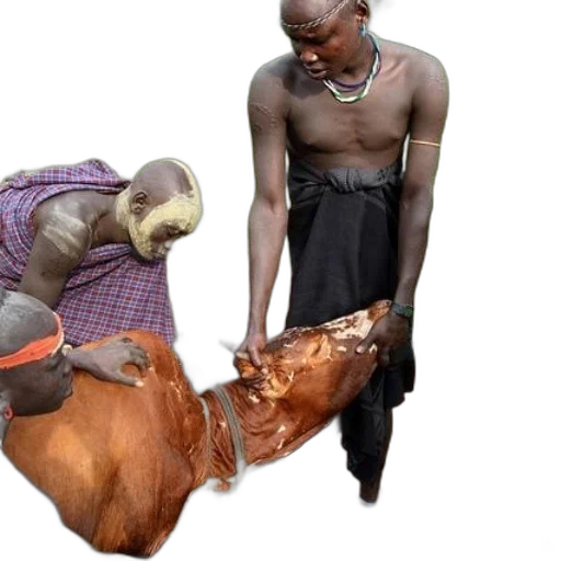 animal, dress, mask, food transparent PNG cut-out