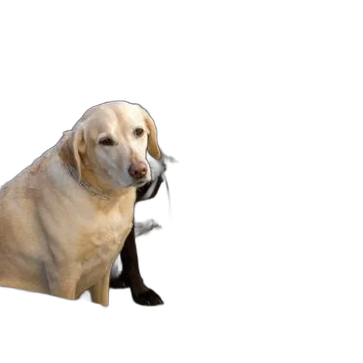 animal, creature, staff, face transparent PNG cut-out