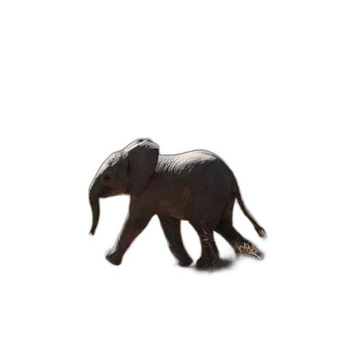 animal, creature, staff, hair transparent PNG cut-out