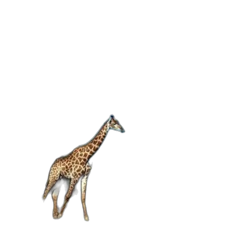 animal, creature, jewelry, staff transparent PNG cut-out