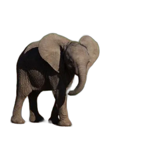 animal, creature, hat, umbrella transparent PNG cut-out