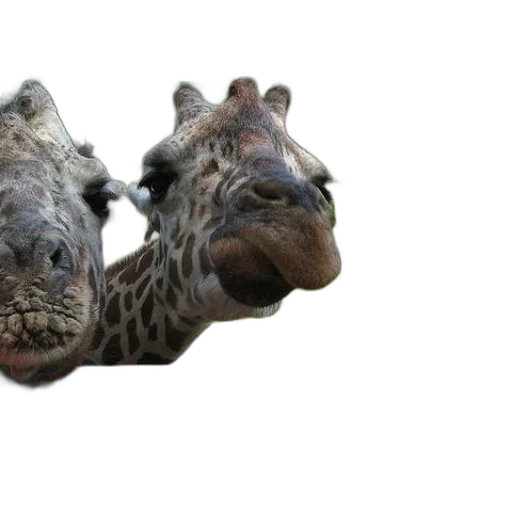 animal, creature, face, mask transparent PNG cut-out