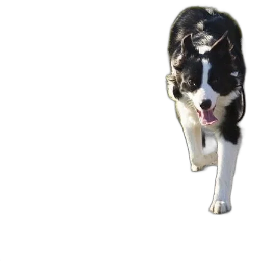 animal, staff, creature, mask transparent PNG cut-out