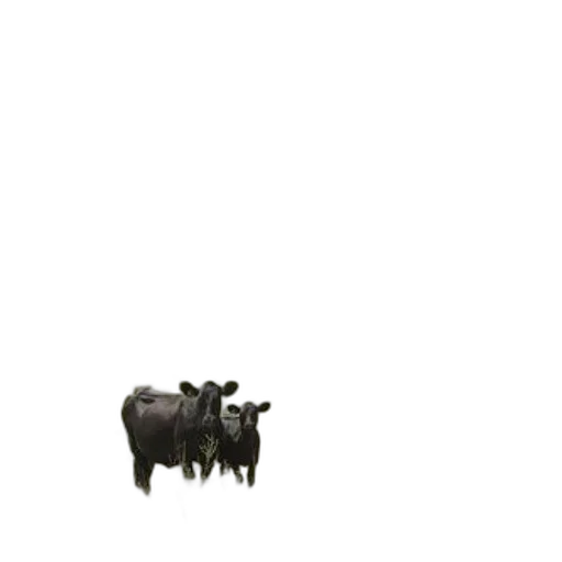 animal, food, creature, furniture transparent PNG cut-out