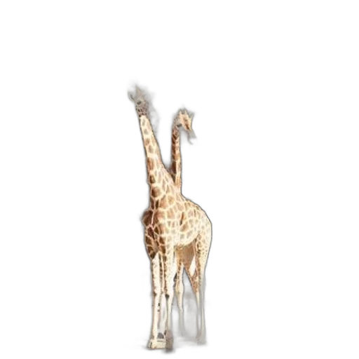 animal, creature, jewelry, staff transparent PNG cut-out