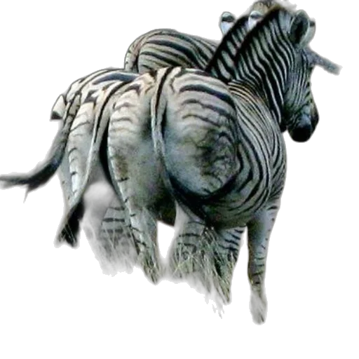 animal, creature, dragon, staff transparent PNG cut-out