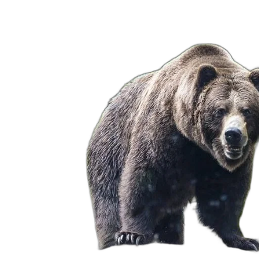 animal, creature, face, staff transparent PNG cut-out
