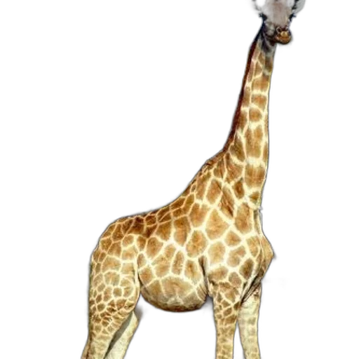 animal, creature, staff, weapon transparent PNG cut-out
